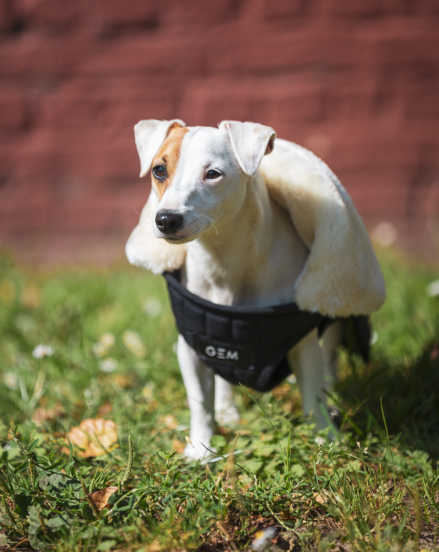 Couverture pour chien GEM