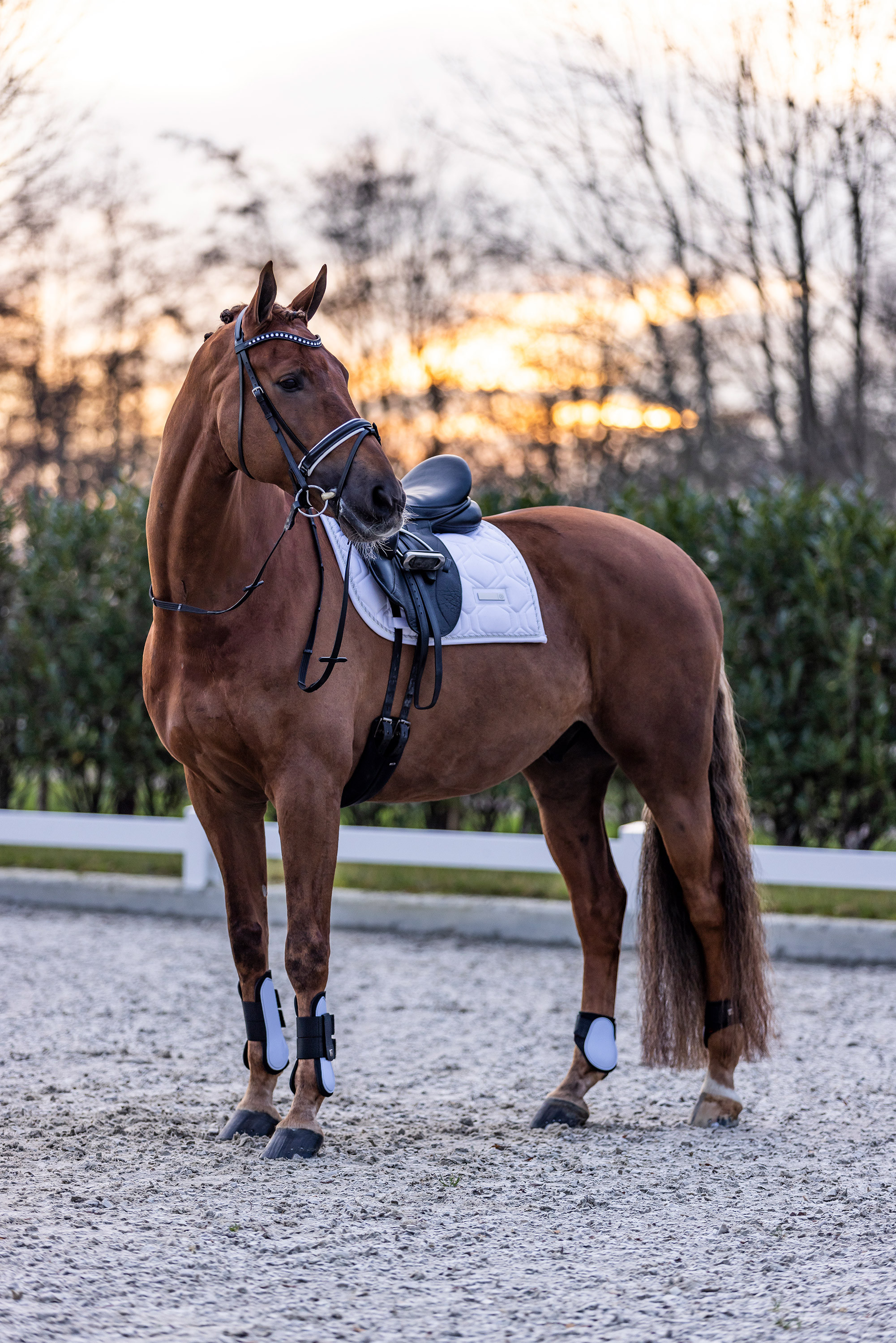 Guêtres Imperial Riding Lovely Vert sauge Guêtres Imperial Riding Lovely Vert sauge