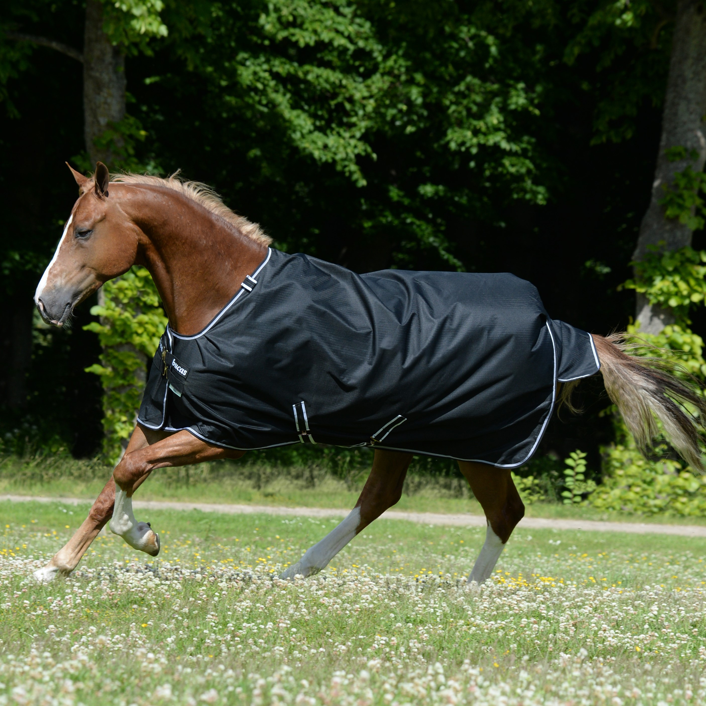 Bucas Trot Turnout 50g deken Preto / branco