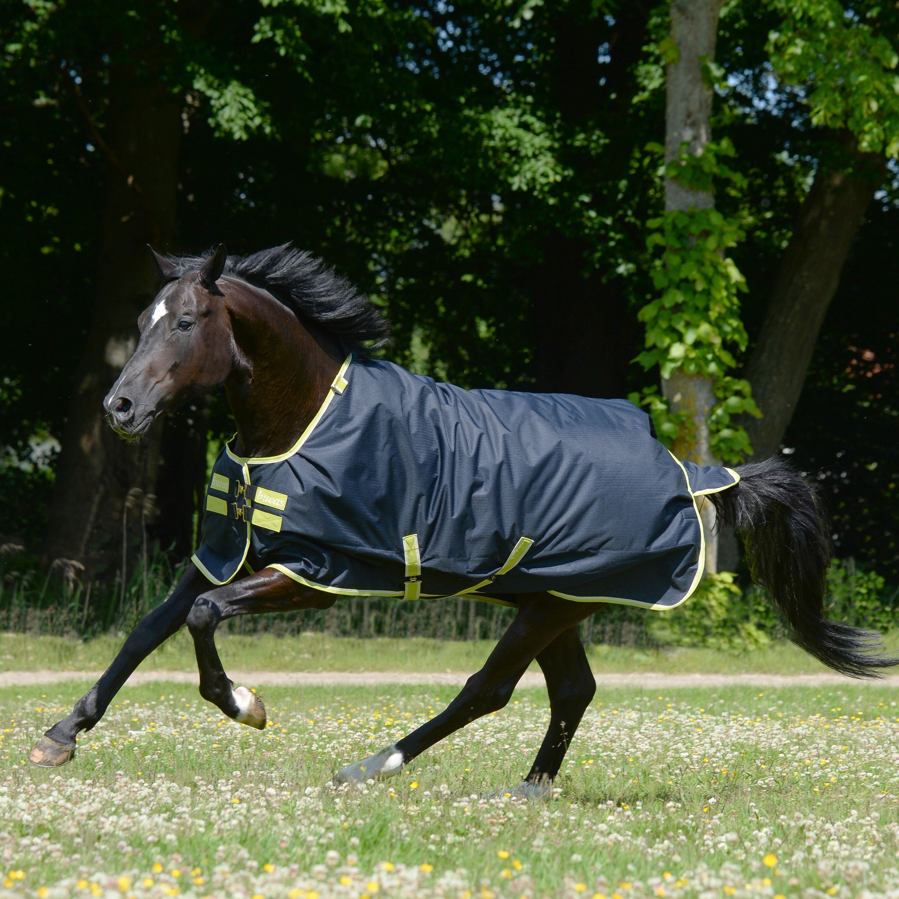 Capa Bucas Oasis Turnout 100g com pescoceira Cinza escuro / lima Cinzento