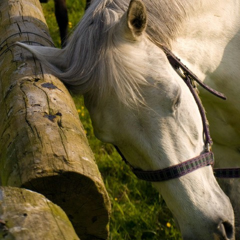 Répulsif Animaderm Derfly Répulsif Animaderm Derfly