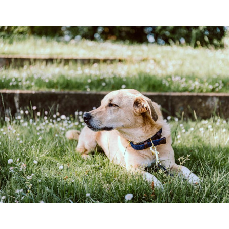 Coleira para cão Plaited Nylon Kentucky