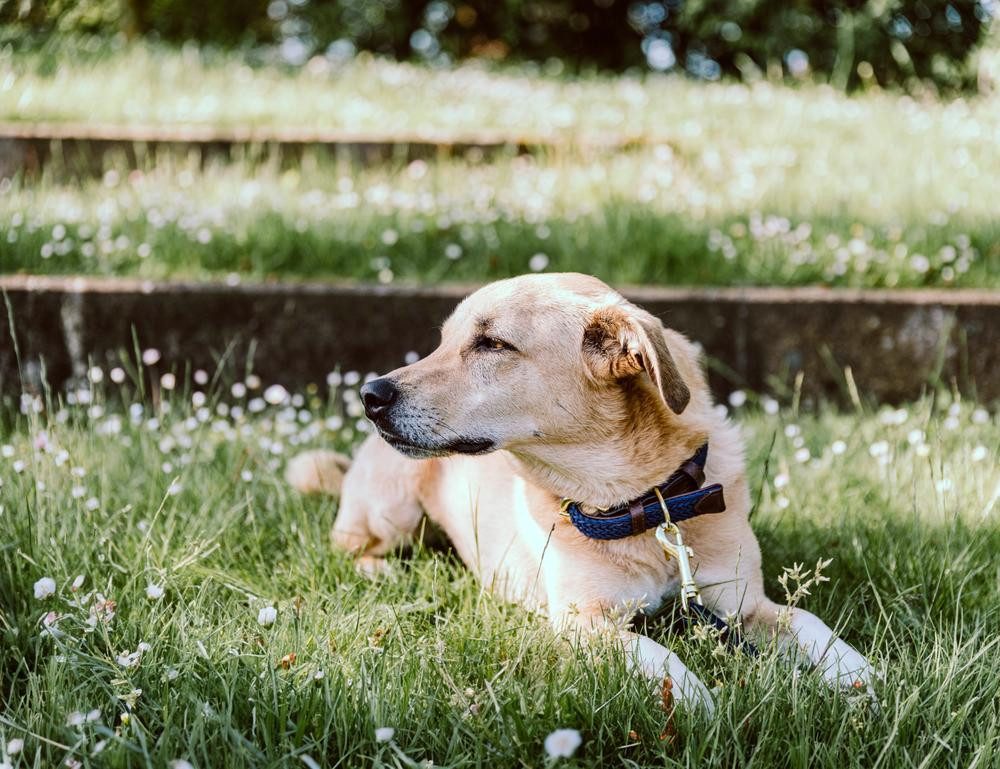 Coleira para cão Plaited Nylon Kentucky Azul-marinho Coleira para cão Plaited Nylon Kentucky Azul-marinho