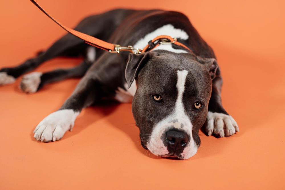 Trela para cão de nylon entrançado 120 cm Kentucky