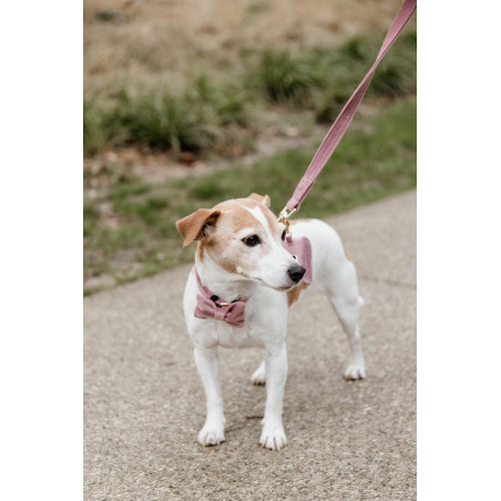 Coleira para cão Velvet 120 cm Kentucky