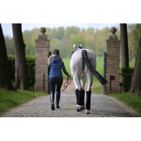 Algodões americanos Kentucky