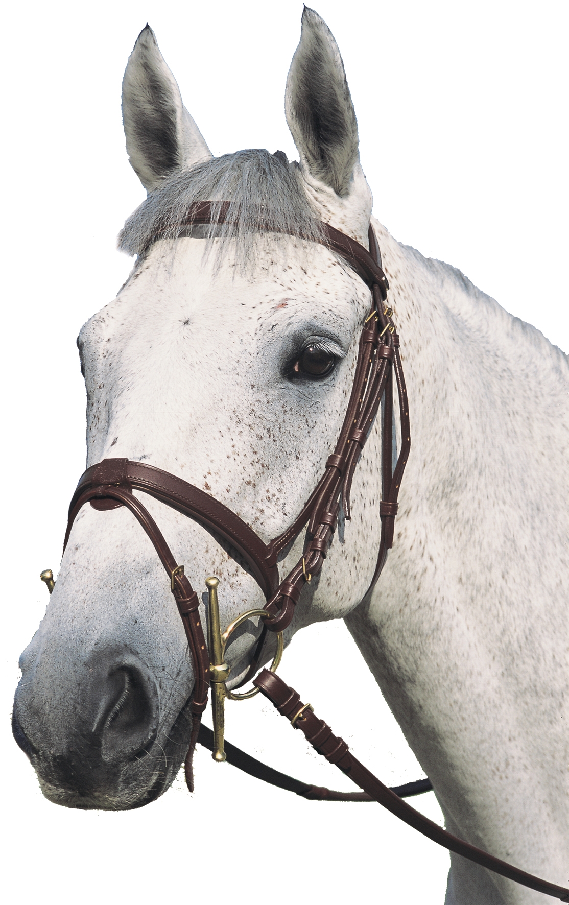 Bridão plano duplo Canter Castanho