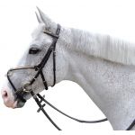 Bridão com fivela cruzada Canter
