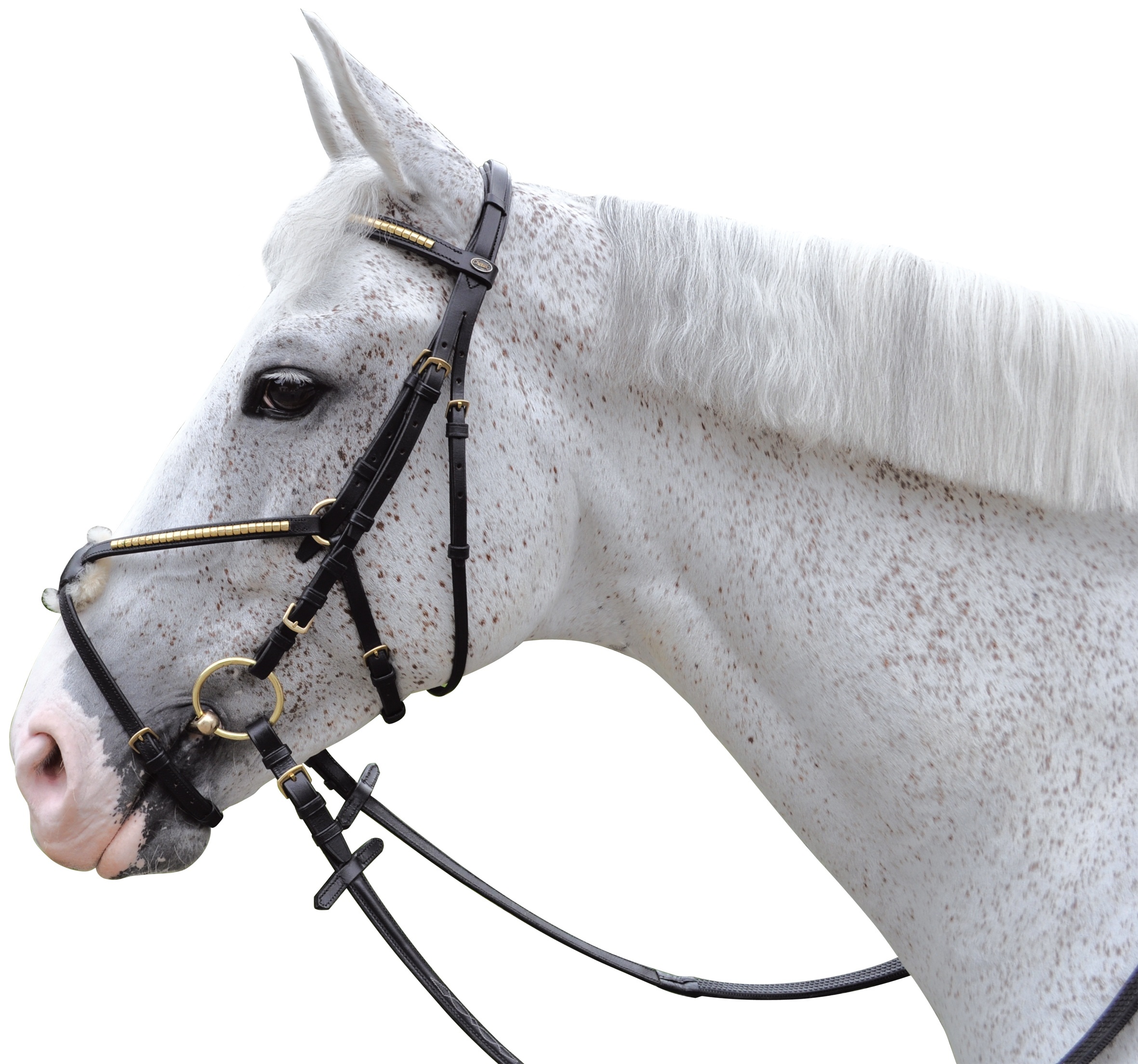 Bridon clencher croisé Chetak