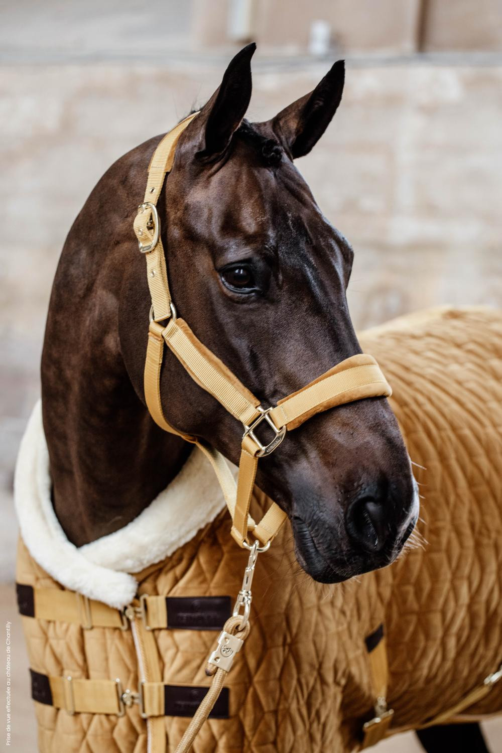 Capa de apresentação Velvet Kentucky Mostarda Amarelo