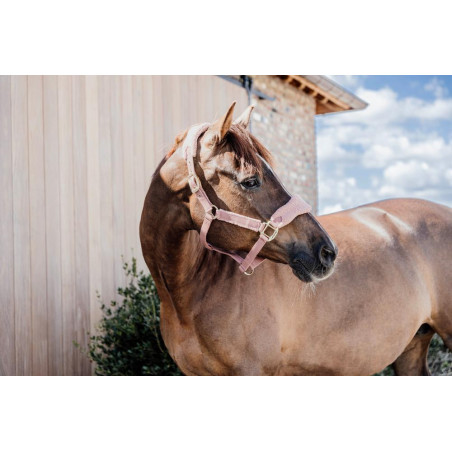 Caveção Teddy Fleece Kentucky