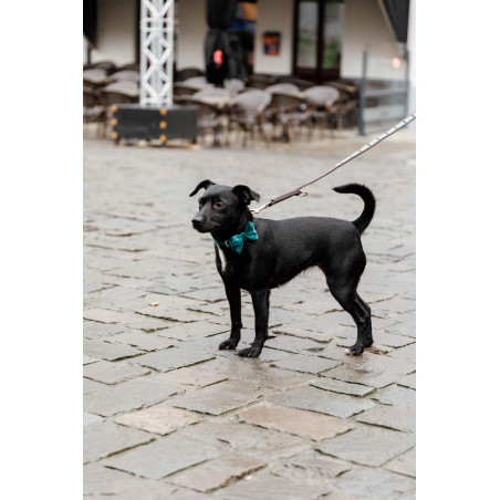 Laço de Veludo Kentucky