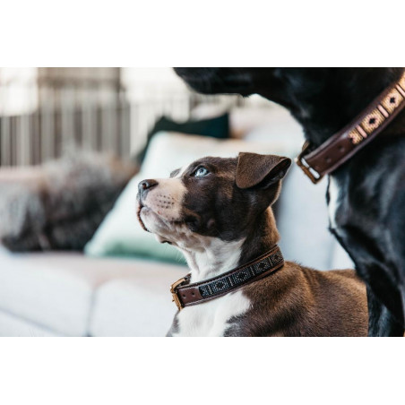 Colar para cão em pérolas feitas à mão Kentucky