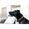 Colar para cão em pérolas feitas à mão Kentucky - Ouro
