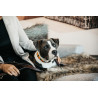 Colar para cão em pérolas feitas à mão Kentucky - Laranja puro
