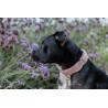 Coleira para cães Teddy Fleece Kentucky - Rosa velho
