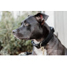 Coleira para cães Teddy Fleece Kentucky - Preto