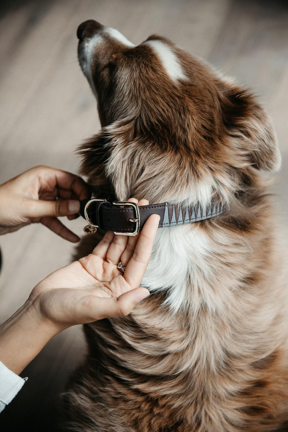 Coleira para cão Triangle Kentucky Castanho