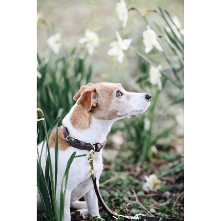 Coleira para cão Velvet Leather Kentucky