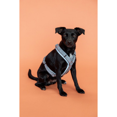 Arnês para cão Active Reflective Kentucky