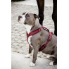 Arnês para cão Active Velvet Kentucky - Bordéus