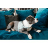 Arnês para cão Body Safe Wool Kentucky - Azul claro