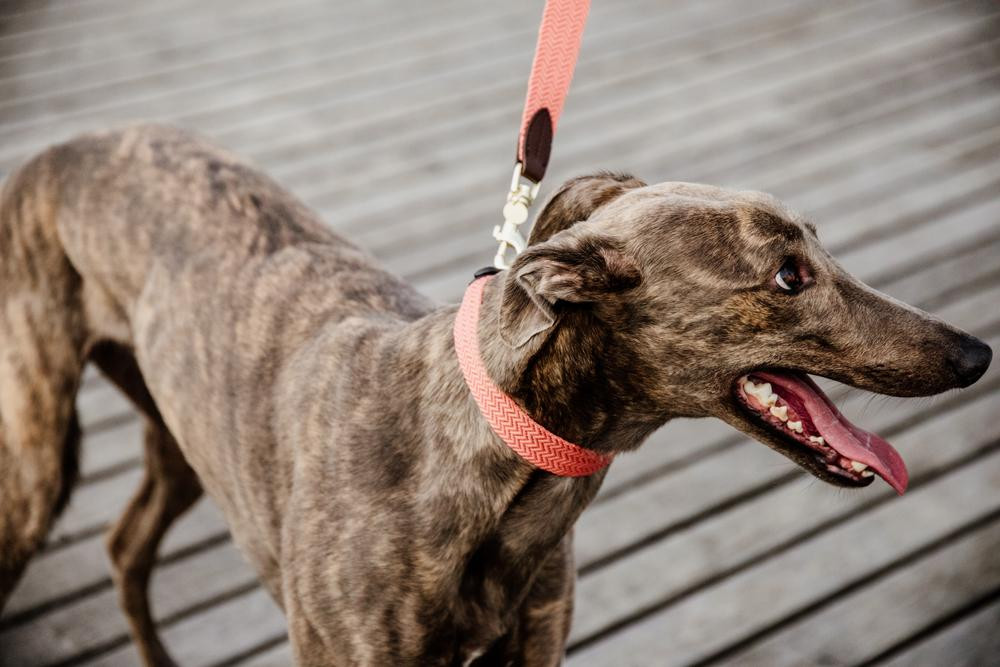 Trela para cão Jacquard Kentucky Laranja néon Trela para cão Jacquard Kentucky Laranja néon