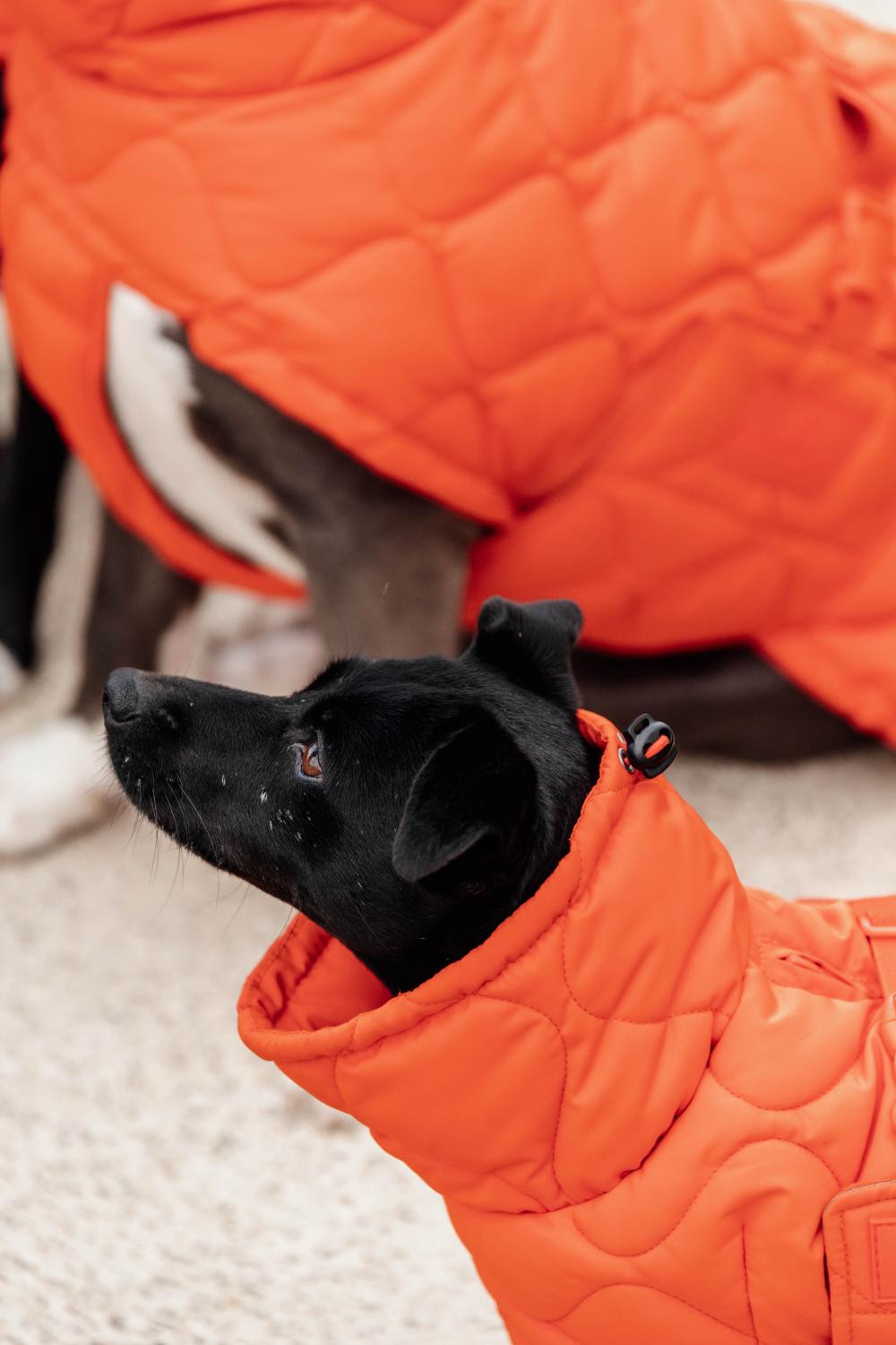 Casaco de inverno para cão Pina Kentucky Laranja Casaco de inverno para cão Pina Kentucky Laranja