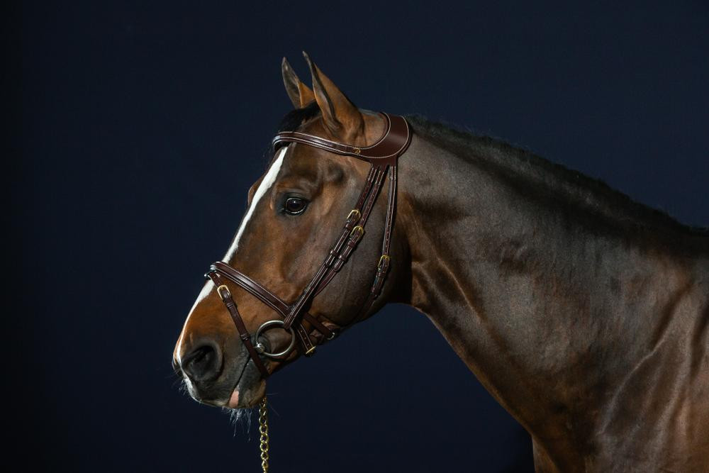 Bridão Différence D Collection by Dy'on Preto