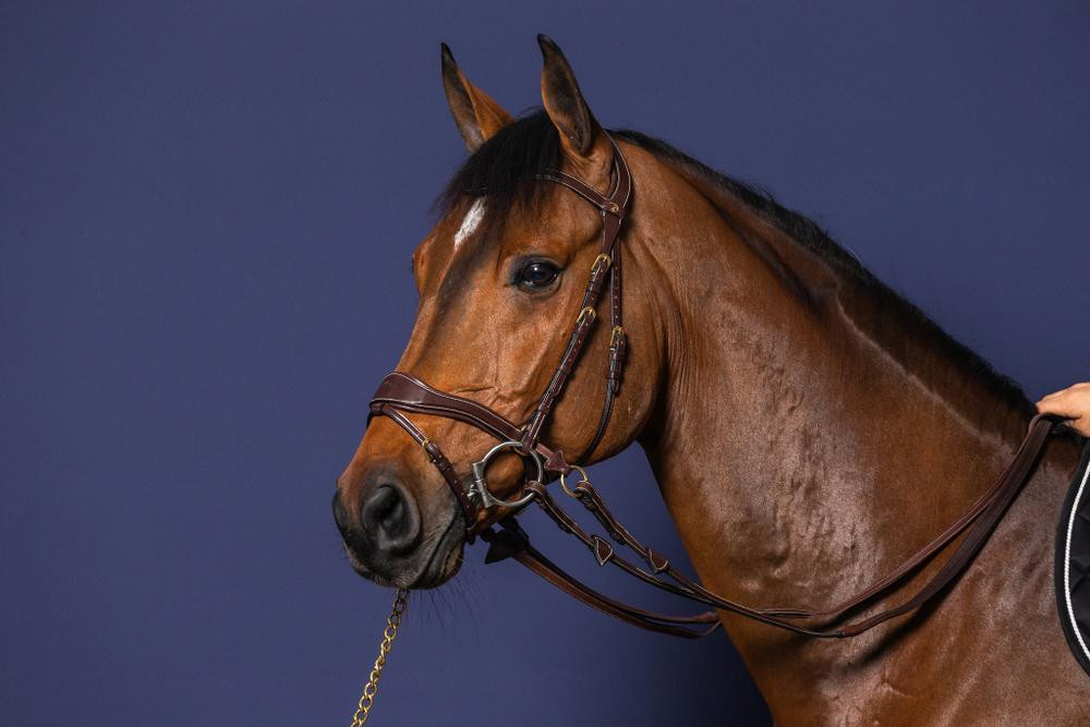 Bridão D Motion D Collection by Dy'on Preto Bridão D Motion D Collection by Dy'on Preto