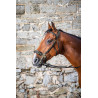 Bridon Hackamore D Collection by Dy'on - Preto