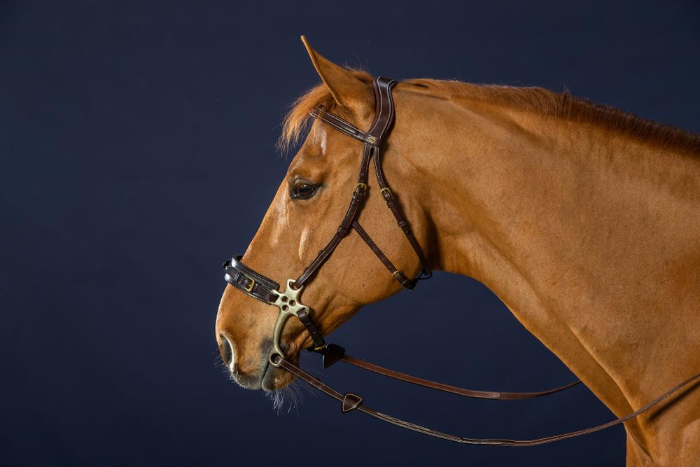 Bridon Hackamore D Collection by Dy'on Preto