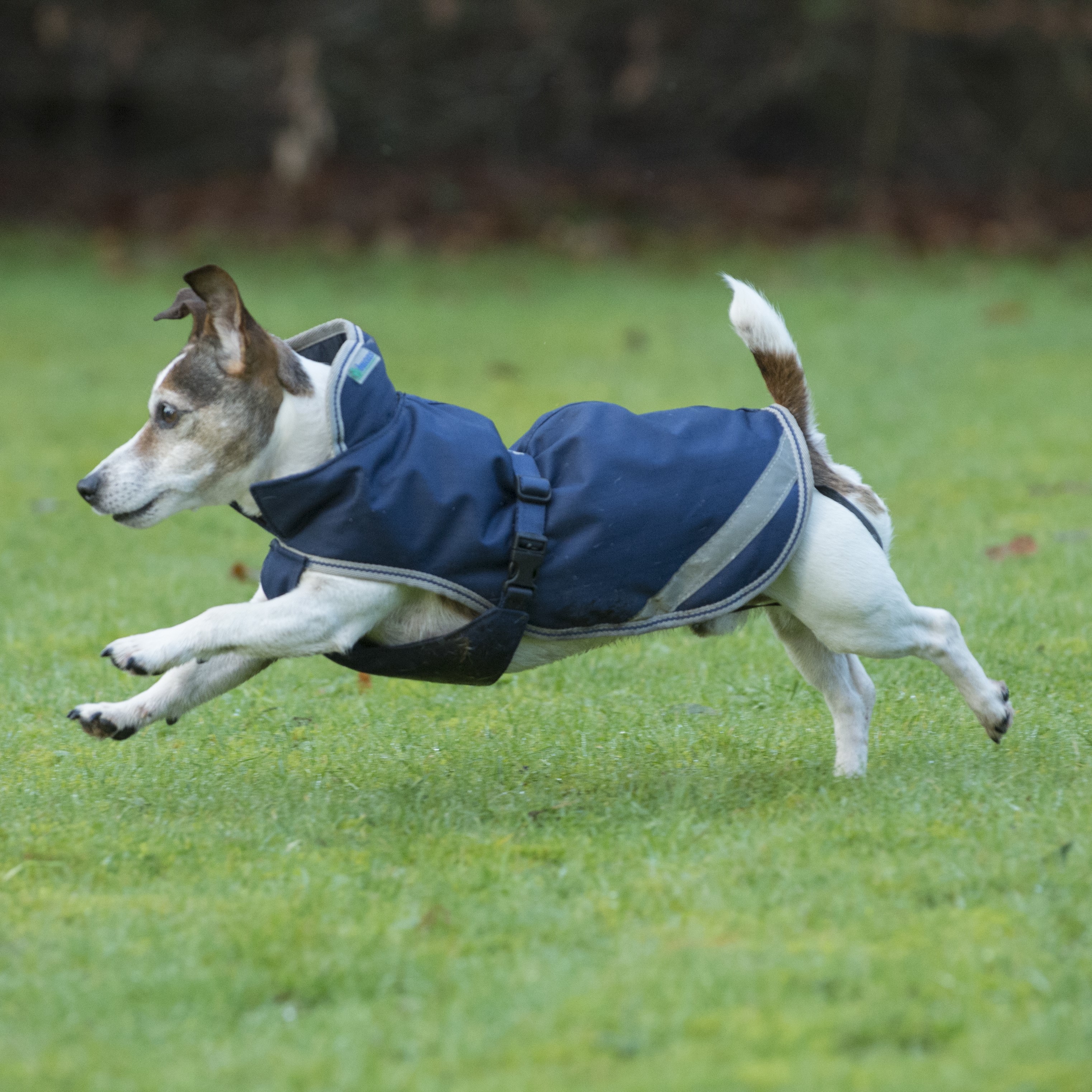 Capa para cão Bucas Freedom 150g Azul-marinho Capa para cão Bucas Freedom 150g Azul-marinho