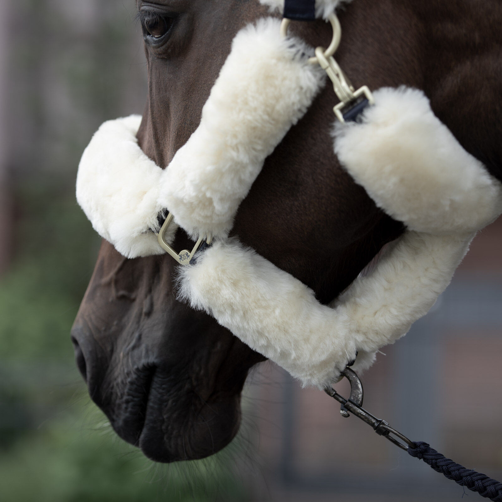 Cabresto B Vertigo Tremblant lã de carneiro verdadeira Castanho