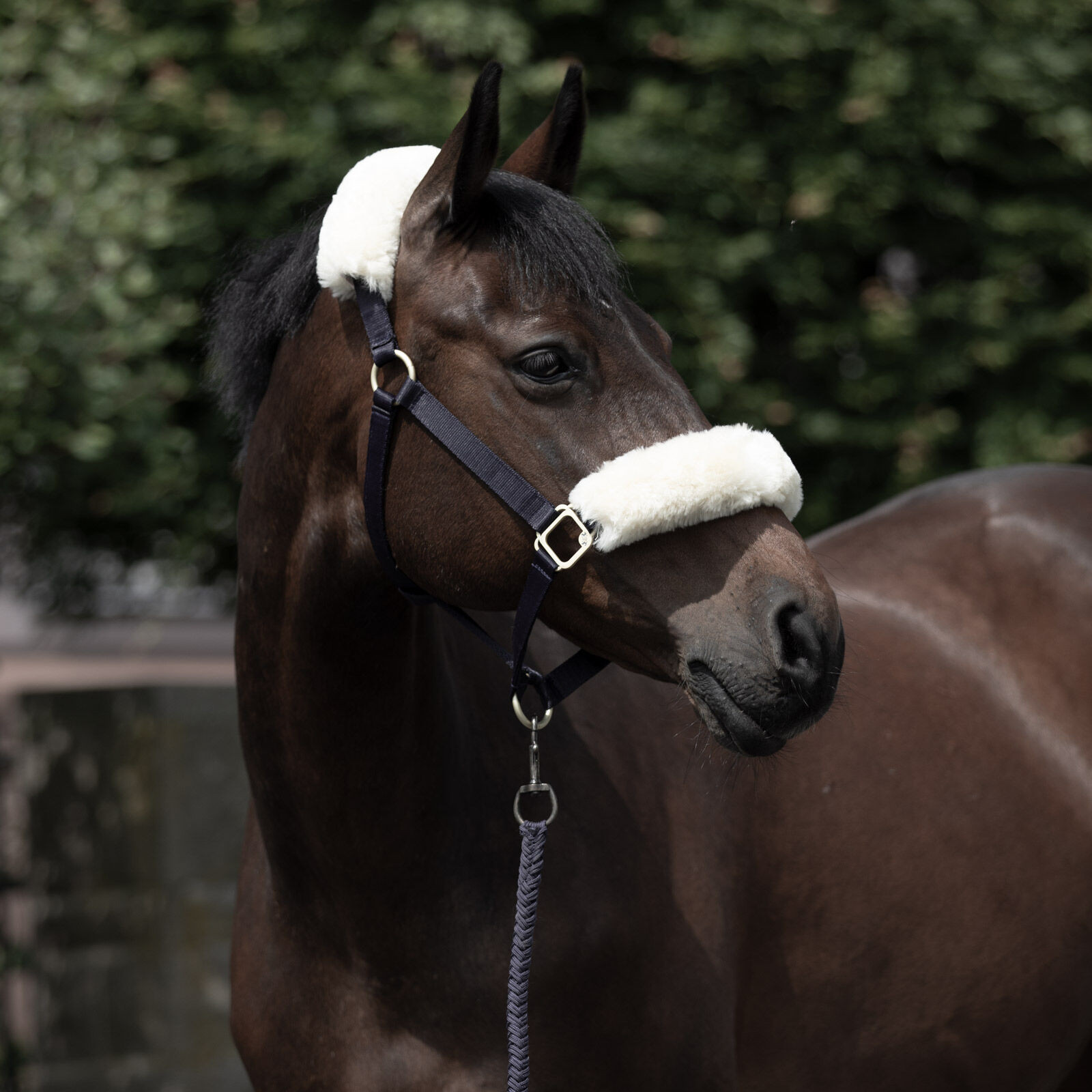 Cabezada B Vertigo Loureiro lã verdadeira Castanho