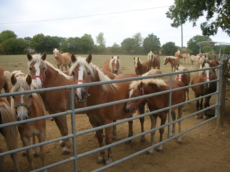 Barrière d'herbage extensible La Gée Barrière d'herbage extensible La Gée