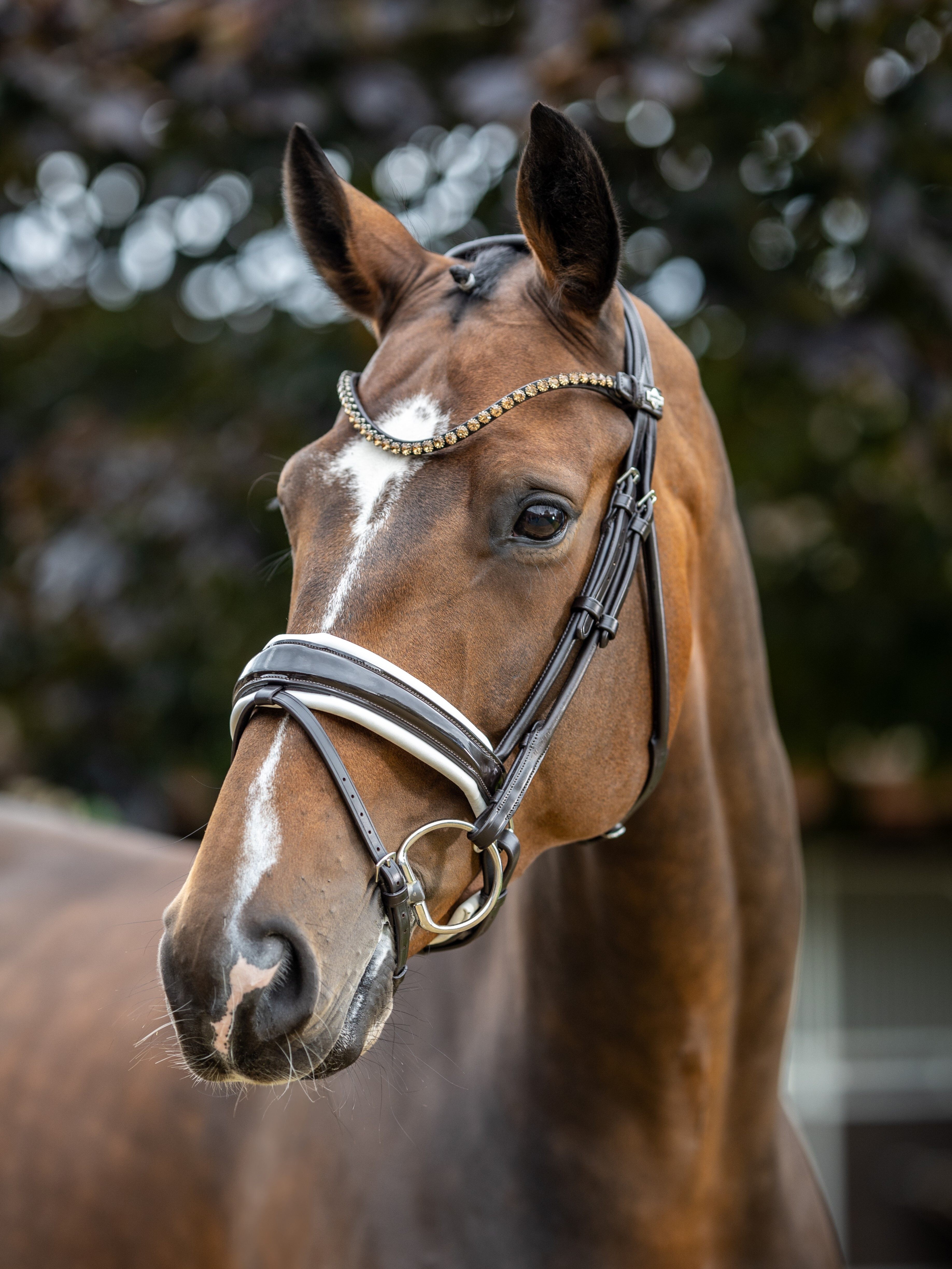 Bridão LeMieux Kudos Patent dressage Preto
