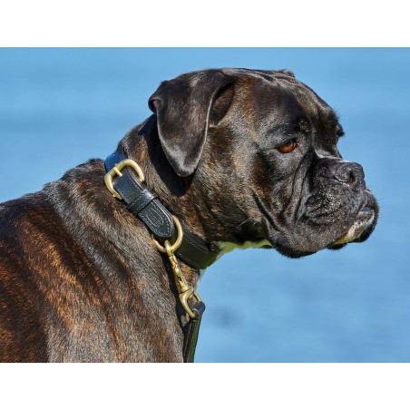 Coleira de couro para cão Weatherbeeta