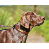 Coleira de couro para cão Weatherbeeta - Castanho