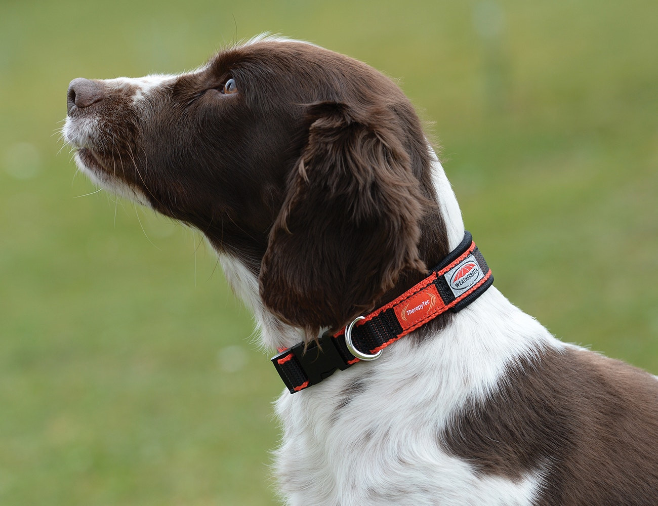 Colar para cão Weatherbeeta Therapy-Tec Preto / vermelho