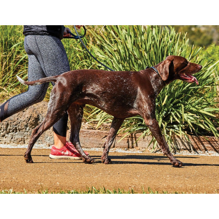 Coleira para cão Weatherbeeta de couro redondo