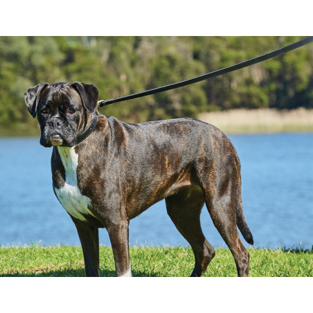 Trela para cão Weatherbeeta em couro