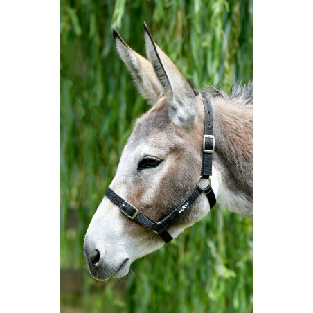 Cabeçada Saxon econômica