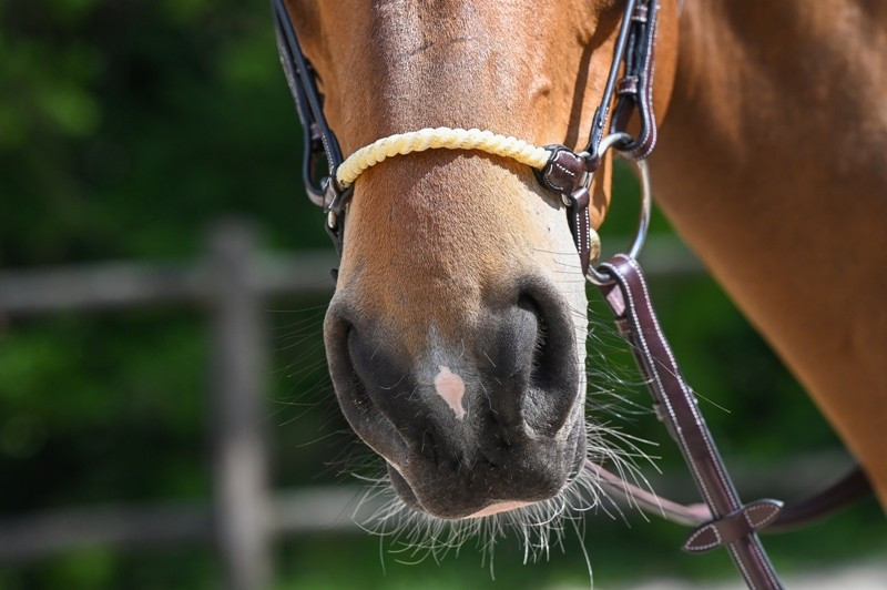 Muserola alemã corda Jump'In Week Mogno Bordô Muserola alemã corda Jump'In Week Mogno Bordô