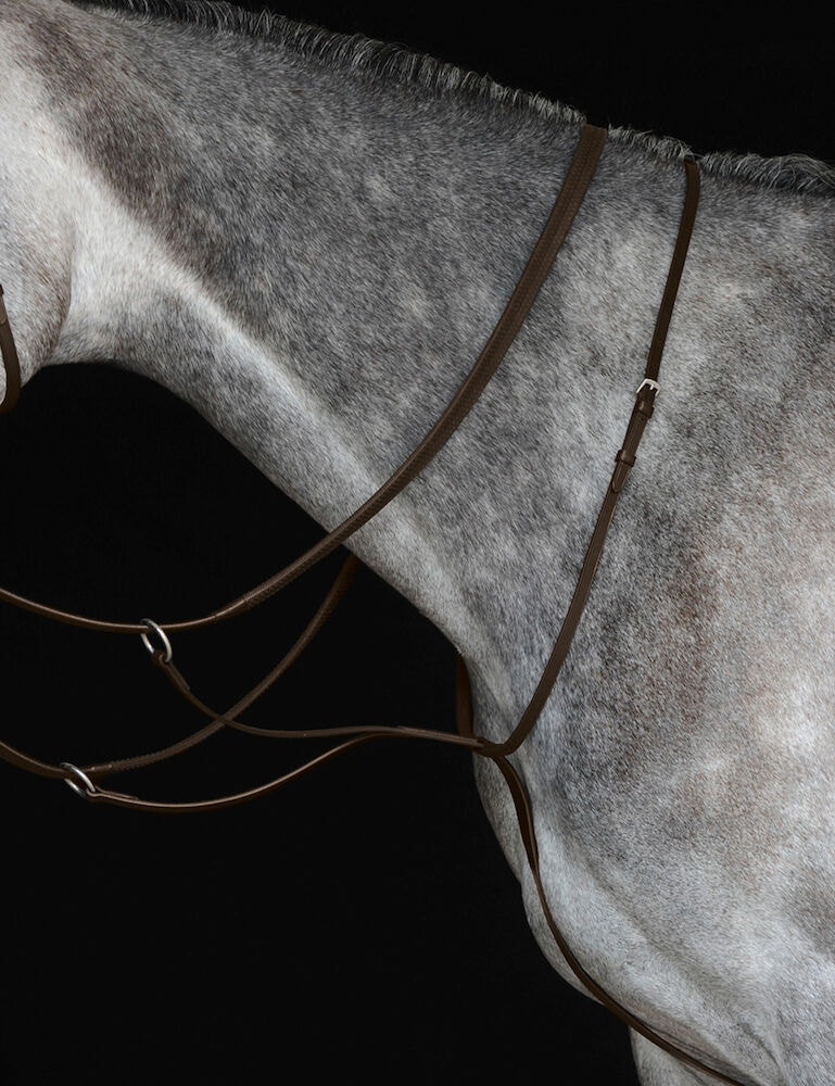 Martingale de placa IV Collegiate Castanho