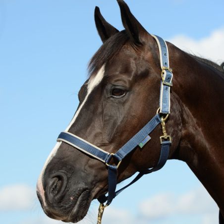 Caveção Bucas Dublin