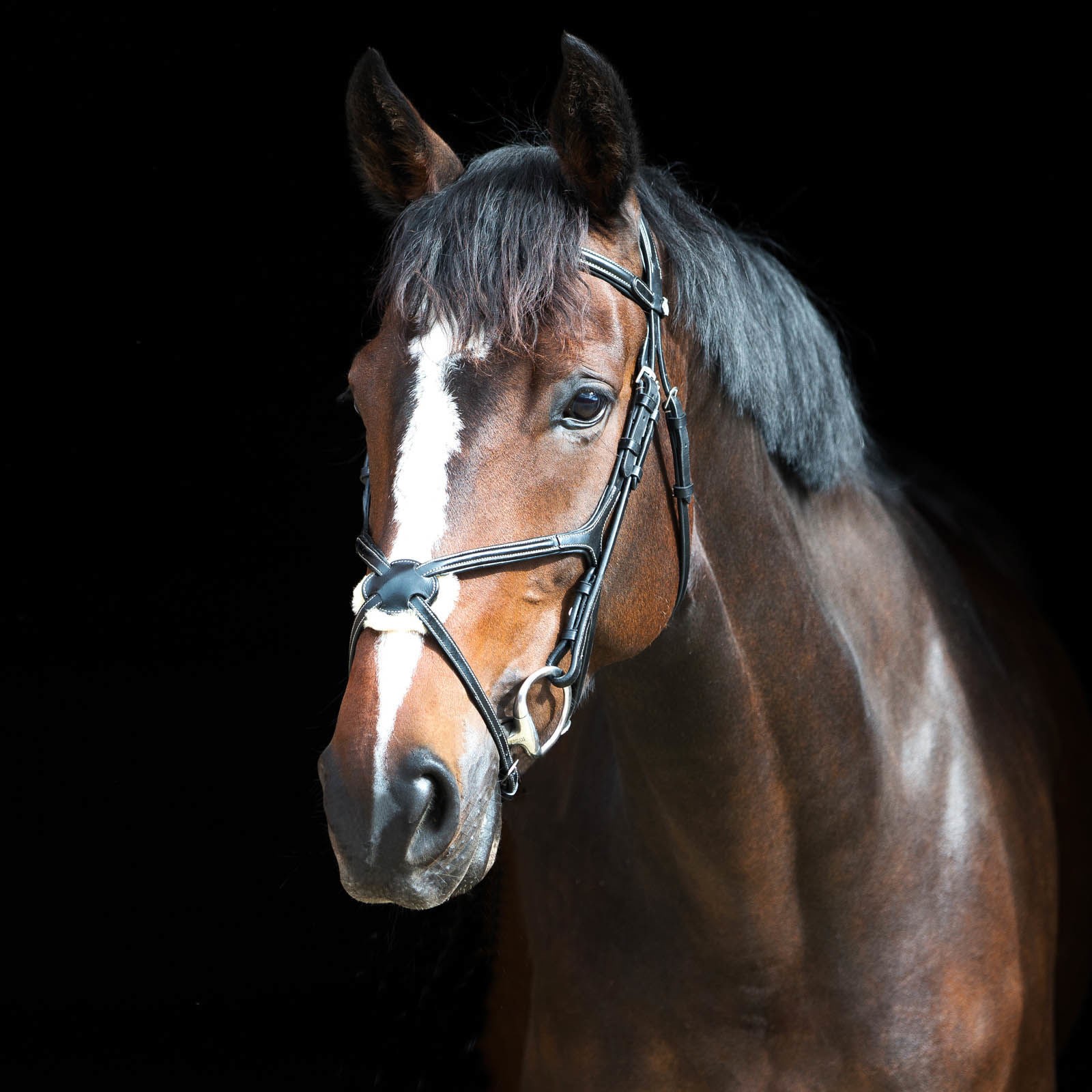 Cabeçada com noseband cruzado Prescott Horze Preto