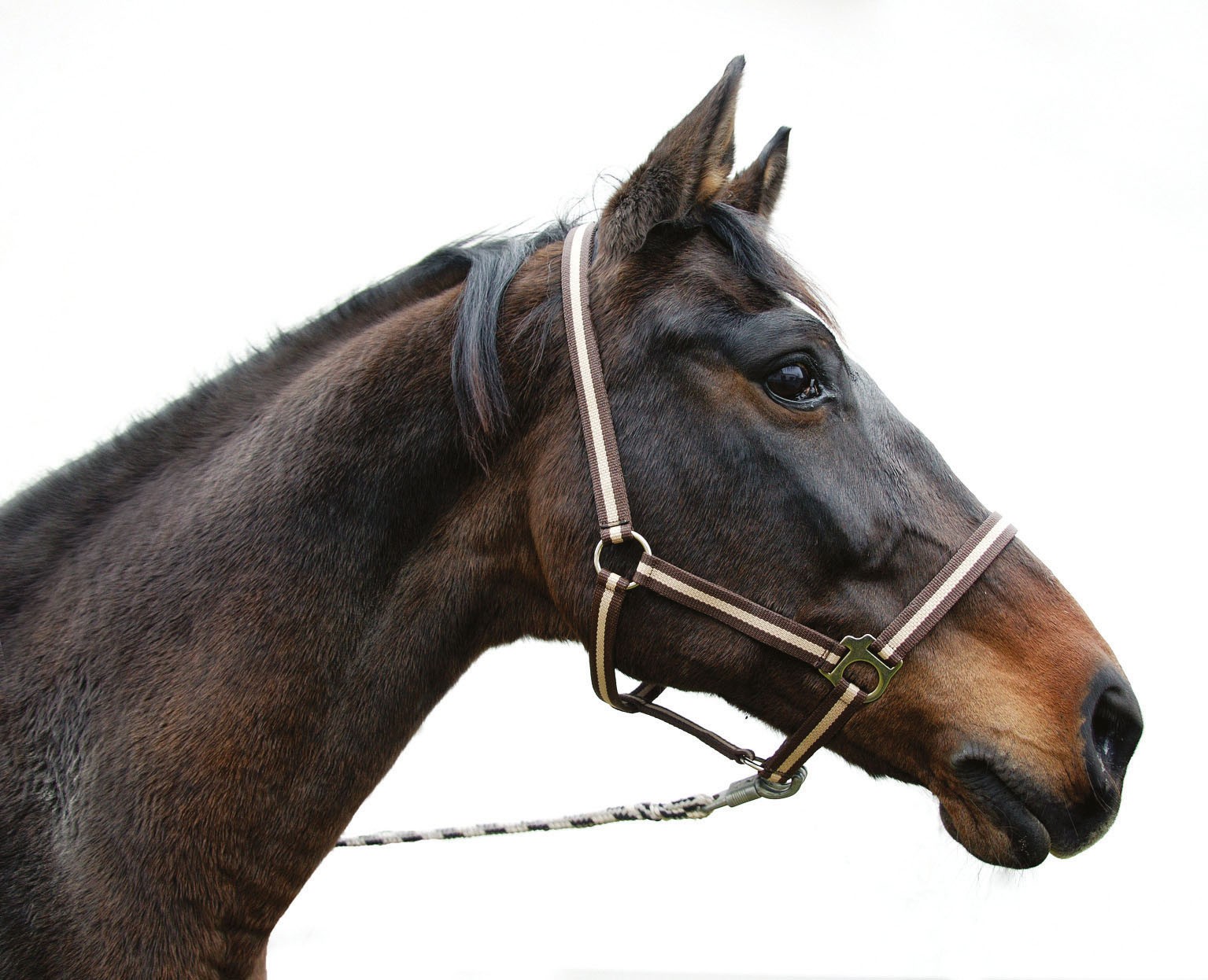 Caveção Hippo Covalliero Marrom / bege Castanho