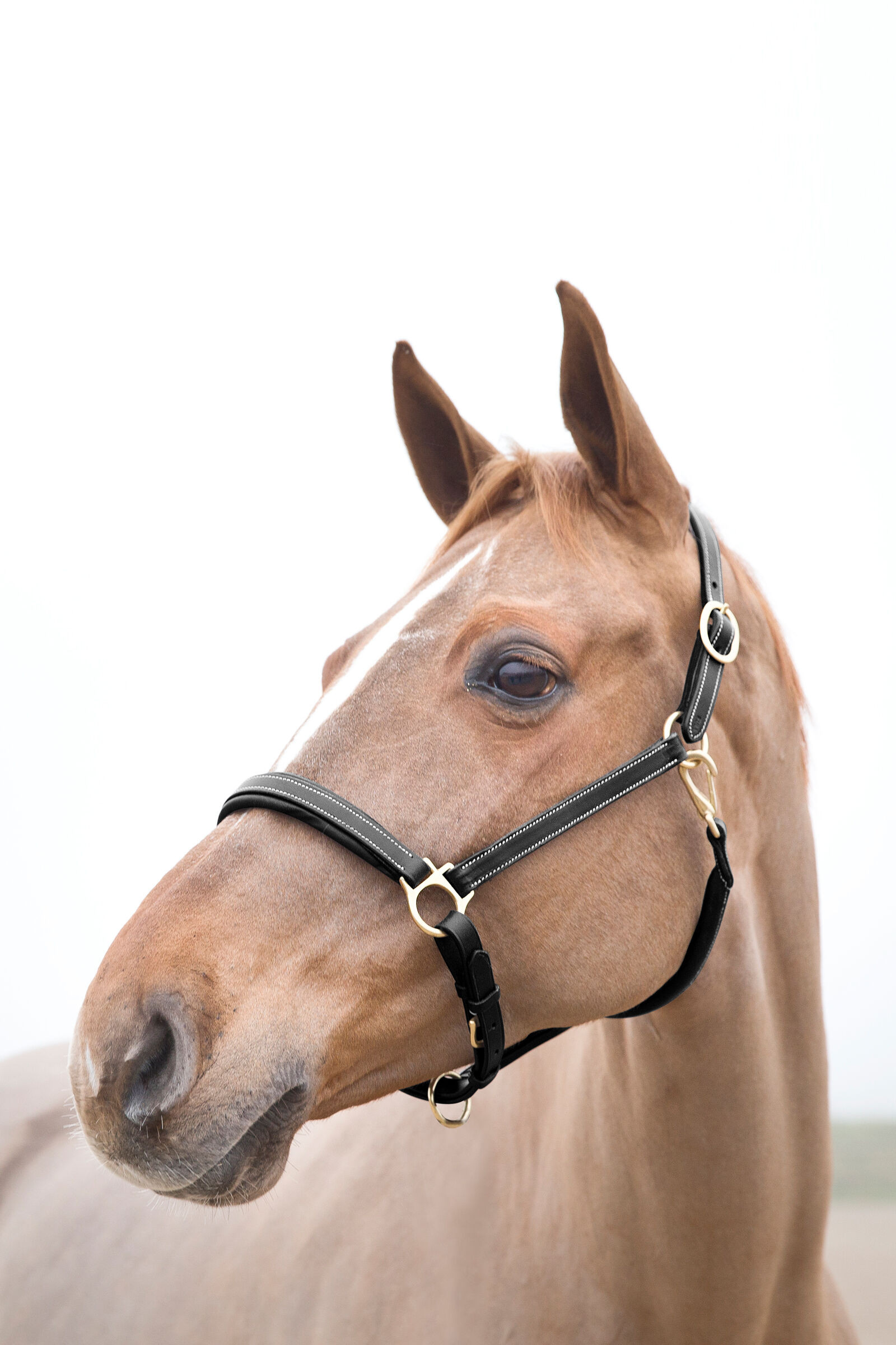 Cabresto Largo Horze Castanho