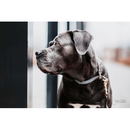 Coleira para cão Loop Kentucky